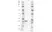Anti Rat IgG1 Antibody, clone AbD41031 thumbnail image 1