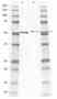 Anti Rat IgG2a Antibody, clone AbD41049 thumbnail image 1