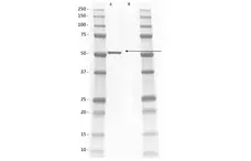 Anti Rat IgG2a Antibody, clone AbD41049 gallery image 2
