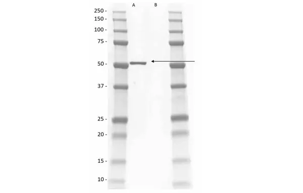 Anti Rat IgG2a Antibody, clone AbD41049 gallery image 2