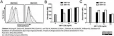 Anti Rat IgG2a Heavy Chain Antibody, clone MARG2a-1 gallery image 1