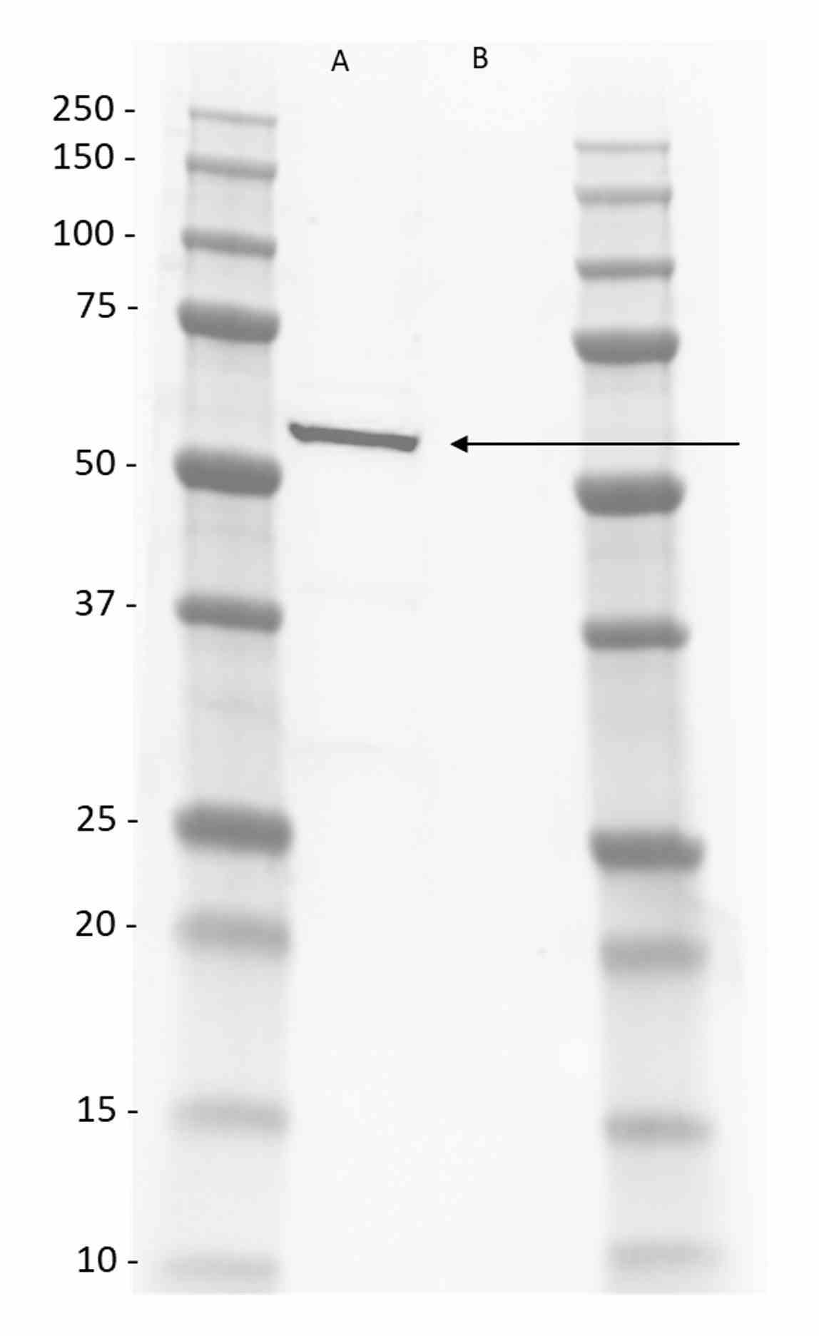 Anti Rat IgG2b Antibody, clone AbD41333 gallery image 1
