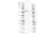 Anti Rat IgG2b Antibody, clone AbD41333 thumbnail image 1