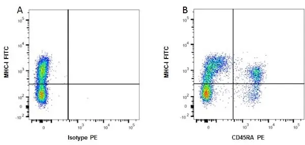 Anti Rat MHC Class I RT1A Antibody, clone OX-18 gallery image 2