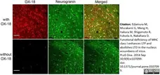 Anti Rat MHC Class I RT1A Antibody, clone OX-18 gallery image 3