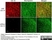 Anti Rat MHC Class I RT1A Antibody, clone OX-18 thumbnail image 3