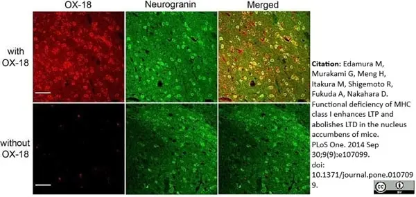 Anti Rat MHC Class I RT1A Antibody, clone OX-18 gallery image 3