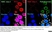 Anti Rat MHC Class I RT1A Antibody, clone OX-18 thumbnail image 5