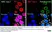 Anti Rat MHC Class I RT1A Antibody, clone OX-18 thumbnail image 5