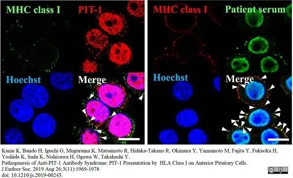 Anti Rat MHC Class I RT1A Antibody, clone OX-18 gallery image 5