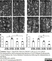 Anti Rat MHC Class I RT1A Antibody, clone OX-18 thumbnail image 6