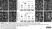 Anti Rat MHC Class I RT1A Antibody, clone OX-18 thumbnail image 6