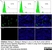 Anti Rat MHC Class I RT1Ac Antibody, clone OX-27 thumbnail image 5