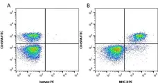 Anti Rat MHC Class II RT1B Antibody, clone OX-6 gallery image 1