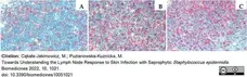 Anti Rat MHC Class II RT1B Antibody, clone OX-6 gallery image 10