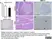 Anti Rat MHC Class II RT1B Antibody, clone OX-6 thumbnail image 12