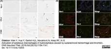 Anti Rat MHC Class II RT1B Antibody, clone OX-6 gallery image 13