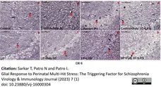 Anti Rat MHC Class II RT1B Antibody, clone OX-6 gallery image 14