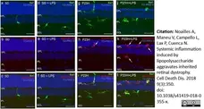 Anti Rat MHC Class II RT1B Antibody, clone OX-6 gallery image 4