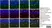 Anti Rat MHC Class II RT1B Antibody, clone OX-6 thumbnail image 4