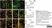 Anti Rat MHC Class II RT1B Antibody, clone OX-6 thumbnail image 5