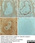 Anti Rat MHC Class II RT1B Antibody, clone OX-6 thumbnail image 7