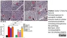 Anti Rat MHC Class II RT1B Antibody, clone OX-6 gallery image 8
