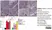 Anti Rat MHC Class II RT1B Antibody, clone OX-6 thumbnail image 8