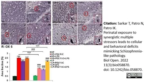 Anti Rat MHC Class II RT1B Antibody, clone OX-6 gallery image 8