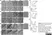 Anti Rat MHC Class II RT1Bu/L Antibody, clone OX-3 thumbnail image 1