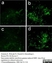 Anti Rat MHC Class II RT1D Antibody, clone OX-17 thumbnail image 1