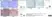 Anti Rat OX-62 Antibody, clone OX-62 thumbnail image 1