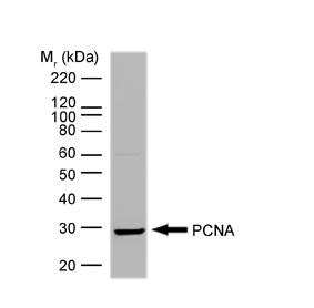Anti PCNA Antibody, clone PC10 gallery image 1