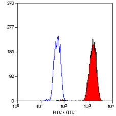 Anti PCNA Antibody, clone PC10 gallery image 2
