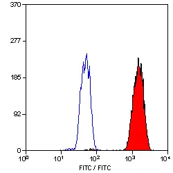 Anti PCNA Antibody, clone PC10 gallery image 2