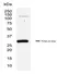 Anti PCNA Antibody, clone PC10 thumbnail image 3