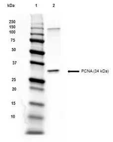Anti PCNA Antibody, clone PC10 gallery image 4