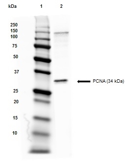 Anti PCNA Antibody, clone PC10 gallery image 4