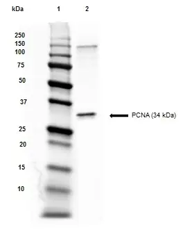 Anti PCNA Antibody, clone PC10 gallery image 4