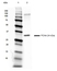 Anti PCNA Antibody, clone PC10 thumbnail image 4