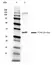 Anti PCNA Antibody, clone PC10 thumbnail image 4