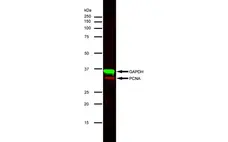 Anti PCNA Antibody, clone PC10 gallery image 5