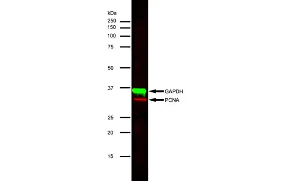 Anti PCNA Antibody, clone PC10 gallery image 5