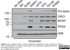 Anti PCNA Antibody, clone PC10 gallery image 7