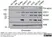Anti PCNA Antibody, clone PC10 thumbnail image 7