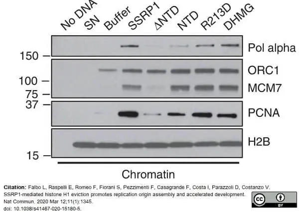 Anti PCNA Antibody, clone PC10 gallery image 7