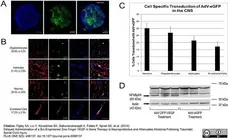 Anti Rat RECA-1 Antibody, clone HIS52 gallery image 1