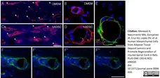 Anti Rat RECA-1 Antibody, clone HIS52 gallery image 10