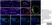 Anti Rat RECA-1 Antibody, clone HIS52 thumbnail image 10