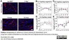 Anti Rat RECA-1 Antibody, clone HIS52 gallery image 11
